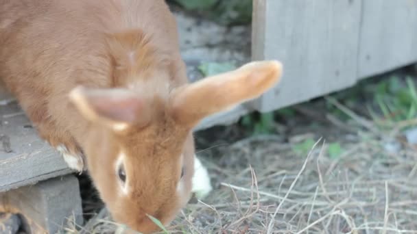 Grande coelho vermelho em uma pequena fazenda — Vídeo de Stock