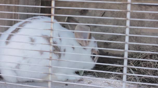 Coelho na cabana do coelho comendo repolho e feno — Vídeo de Stock