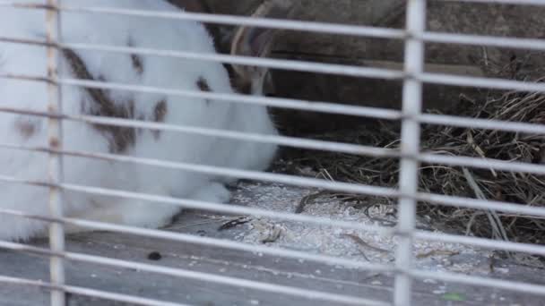 Conejo en la conejera comiendo repollo y heno — Vídeos de Stock