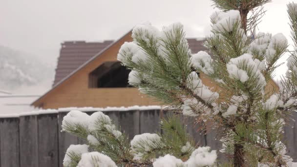 Сосна с тающим снегом на фоне деревянного дома — стоковое видео
