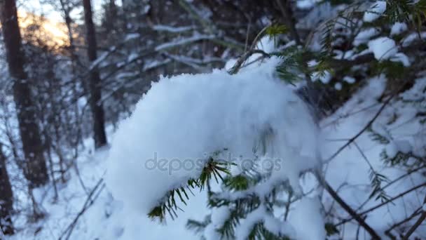 Зимний пейзаж с выпавшим снегом и елой, покрытой снегом — стоковое видео