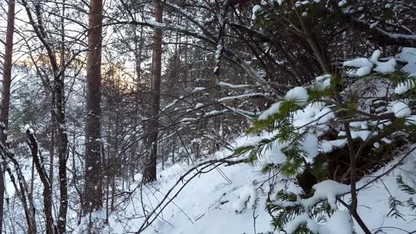 Cenário de inverno com neve caindo e abeto coberto de neve — Vídeo de Stock