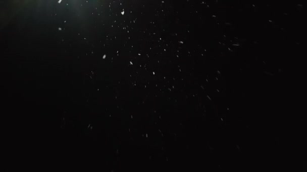 Śnieg pada powoli w nocy zimowych — Wideo stockowe