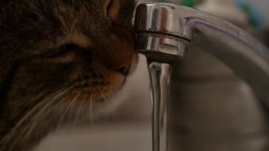 güzel kedi içme suyu musluktan. ağır çekim