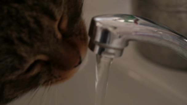 Милая кошка пьет воду из крана. замедленное движение — стоковое видео