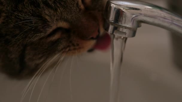 Buen gato bebiendo agua del grifo. cámara lenta — Vídeo de stock