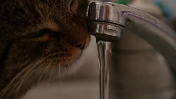 Buen gato bebiendo agua del grifo. cámara lenta — Vídeos de Stock