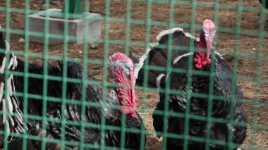 siyah Türkiye'de büyük kuş kafesi yeşil çit arkasında. çiftlik hayvanları bir hayvanat bahçesi. Bahar günü. ağır çekim