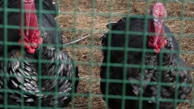 siyah Türkiye'de büyük kuş kafesi yeşil çit arkasında. çiftlik hayvanları bir hayvanat bahçesi. Bahar günü. ağır çekim