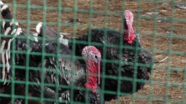 Fekete Törökország madárház a zöld kerítés mögött. Farm állatok az állatkertben. tavasz. lassú mozgás — Stock videók