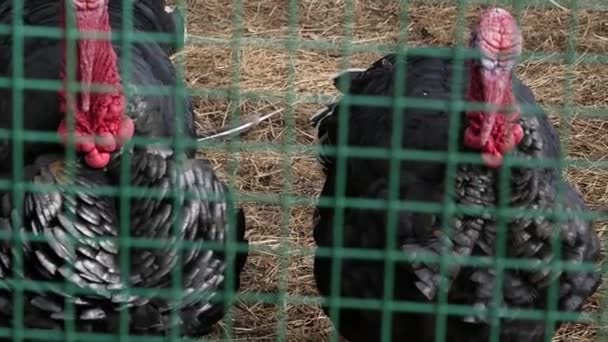 Pavo negro en aviario detrás de la cerca verde. animales de granja en un zoológico. Día de primavera. cámara lenta — Vídeos de Stock