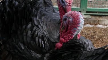 Türkiye'nin bahçesinde sürüsü. yerli Türkiye'de iletişim Hayvanat Bahçesi. 4k