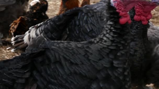 后院的火鸡群。国内土耳其在接触动物园。慢动作 — 图库视频影像