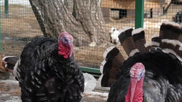 Hejno krůt v zahradě. domácí Turecko v kontaktní zoo. Zpomalený pohyb — Stock video