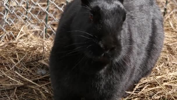 Conejos negros en una granja. animales domésticos en el zoológico de contacto. 4K — Vídeos de Stock