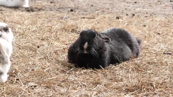 Conejos negros en una granja. animales domésticos en el zoológico de contacto. 4K — Vídeo de stock