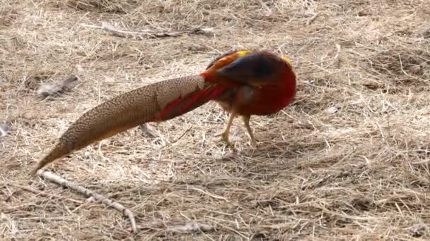 Colorful beautiful bird - pheasant, captive behind bars in zoo. golden pheasant or Chinese pheasant. 4K — Stock Video