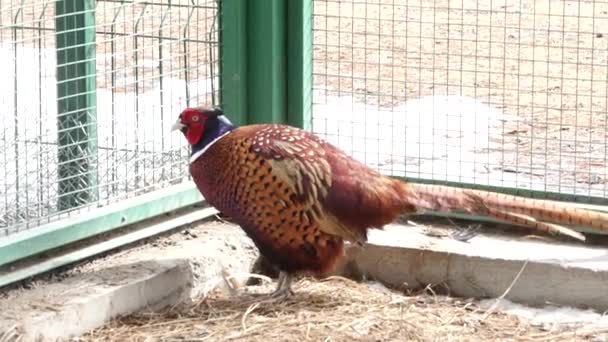 Színes szép madár - fácán, fogságban állatkertben rács mögé. Aranyfácán vagy kínai fácán. 4k — Stock videók