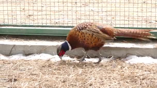 Colorful beautiful bird - pheasant, captive behind bars in zoo. golden pheasant or Chinese pheasant. 4K — Stock Video