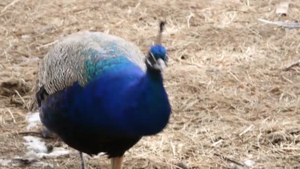 Pavone con incredibile piumaggio colorato. Bellissimo uccello colorato nello zoo a contatto. 4K — Video Stock