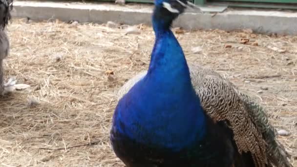 Páv s úžasné barevné peří. Barevné krásný pták v kontaktní zoo. 4k — Stock video