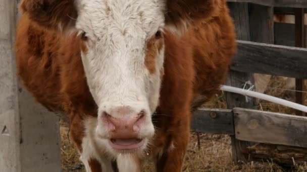 El primer plano de la cabeza de la vaca mastica la hierba. ganado en una granja. 4K — Vídeo de stock