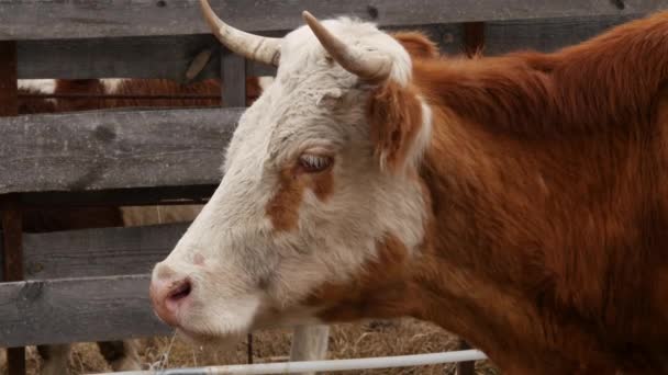 Γκρο πλαν του κεφαλιού της αγελάδας μασά χόρτο. βοοειδών σε ένα αγρόκτημα. 4k — Αρχείο Βίντεο