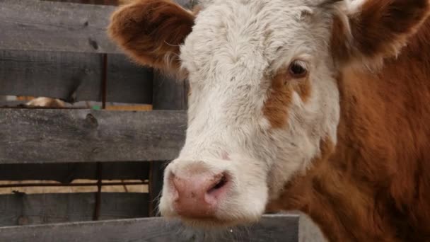 El primer plano de la cabeza de la vaca mastica la hierba. ganado en una granja. 4K — Vídeo de stock