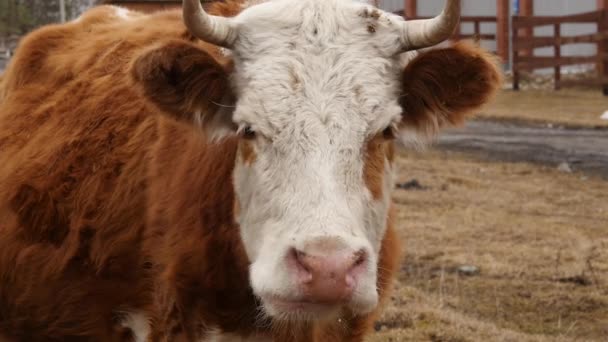 Bir inek başkanı Close-Up çim çiğniyor. bir çiftlikte sığır. 4k — Stok video