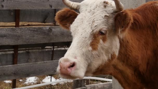 Крупним планом голова корови жує траву. велика рогата худоба на фермі. повільний рух — стокове відео