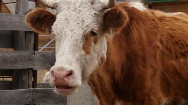 Крупный план головы коровы жующей траву. скот на ферме. замедленное движение — стоковое видео