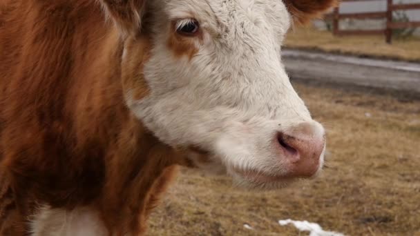 Nahaufnahme des Kopfes einer Kuh kaut Gras. Rinder auf einem Bauernhof. Zeitlupe — Stockvideo