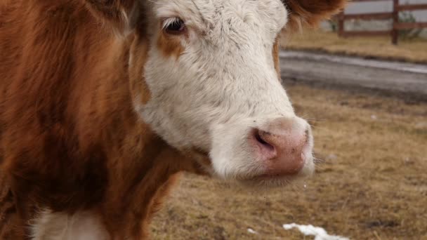 Close-up de cabeça de uma vaca mastiga grama. gado numa quinta. câmara lenta — Vídeo de Stock