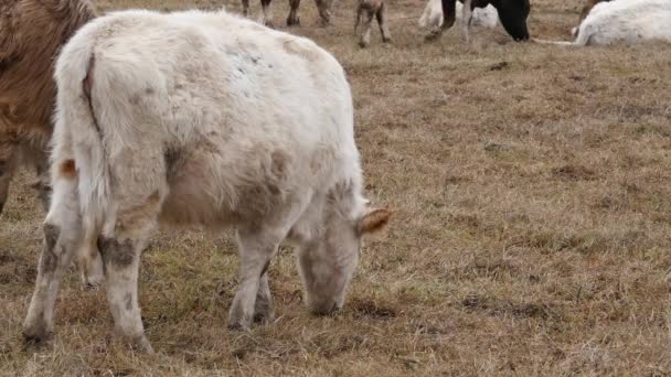 Manada de vacas pastan en el potrero de una granja. 4K — Vídeo de stock