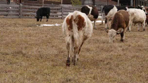 Troupeau de vaches paître dans le paddock sur une ferme. 4K — Video