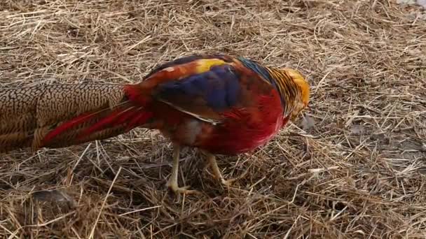 Bellissimo uccello colorato - fagiano, prigioniero dietro le sbarre nello zoo. fagiano d'oro o fagiano cinese. rallentatore — Video Stock