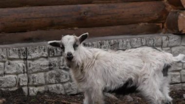 Beyaz Keçi otlatma kişi hayvanat bahçesinde. artiodactyls bir çiftlikte. 4k