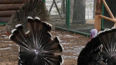 Tavus kuşu inanılmaz renkli tüyleri ile ve Türkiye'nin bahçesinde sürüsü. Renkli güzel kuş kişi Hayvanat Bahçesi. ağır çekim