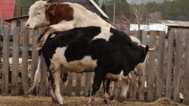 Cows walk freely around the village, eat grass and play. 4K — Stock Video