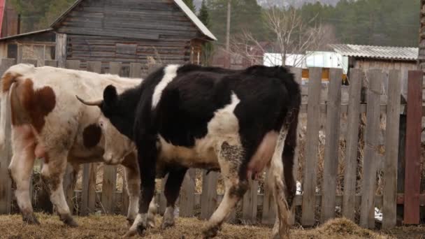 Vacas caminham livremente pela aldeia, comem grama e brincam. 4K — Vídeo de Stock