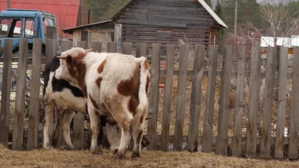 Cows walk freely around the village, eat grass and play. 4K — Stock Video