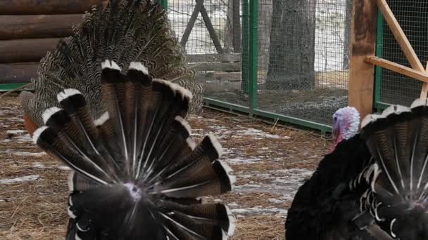 Tavus kuşu inanılmaz renkli tüyleri ile ve Türkiye'nin bahçesinde sürüsü. Renkli güzel kuş kişi Hayvanat Bahçesi. ağır çekim — Stok video