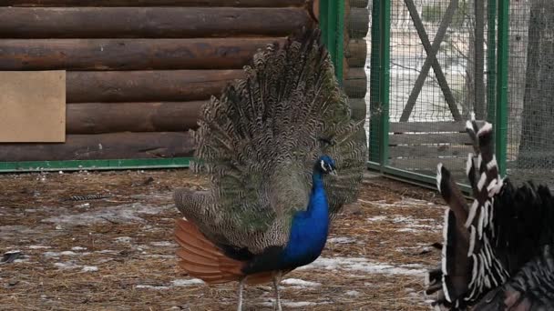 Paon avec un incroyable plumage coloré et troupeau de dindes dans la cour arrière. Bel oiseau coloré au zoo de contact. au ralenti 