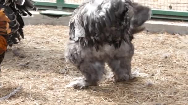 Slepice a kohout s barevné peří a hejno krůt v zahradě. krásný pták v kontaktní zoo. 4k — Stock video