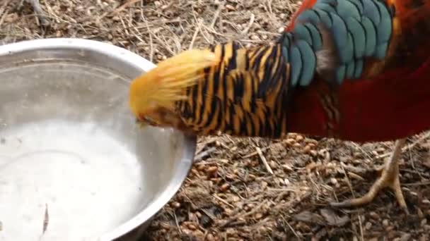 Pássaro bonito colorido - faisão dourado ou faisão chinês. pássaro bebe de uma xícara. 4K — Vídeo de Stock