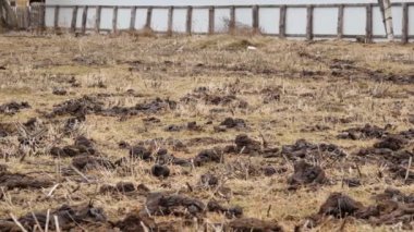 inek gübresi ile kirli alan. taze inek dışkısı. kırsal. 4k