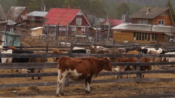Mucche a piedi liberamente intorno al villaggio, mangiare erba e giocare. lasso di tempo — Video Stock
