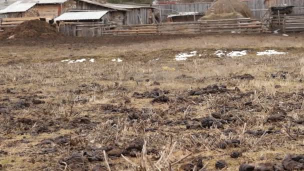 Champ pollué par du fumier de vache. excréments de vaches fraîches. campagne. 4K — Video