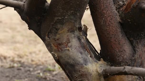 Lente tuin werk, apple tree behandeling. Smeren curatieve samenstelling op een boomstam. 4k — Stockvideo