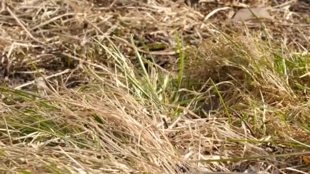 Niedriges trockenes Gras im Wind, junge Triebe im Frühjahr 4k — Stockvideo